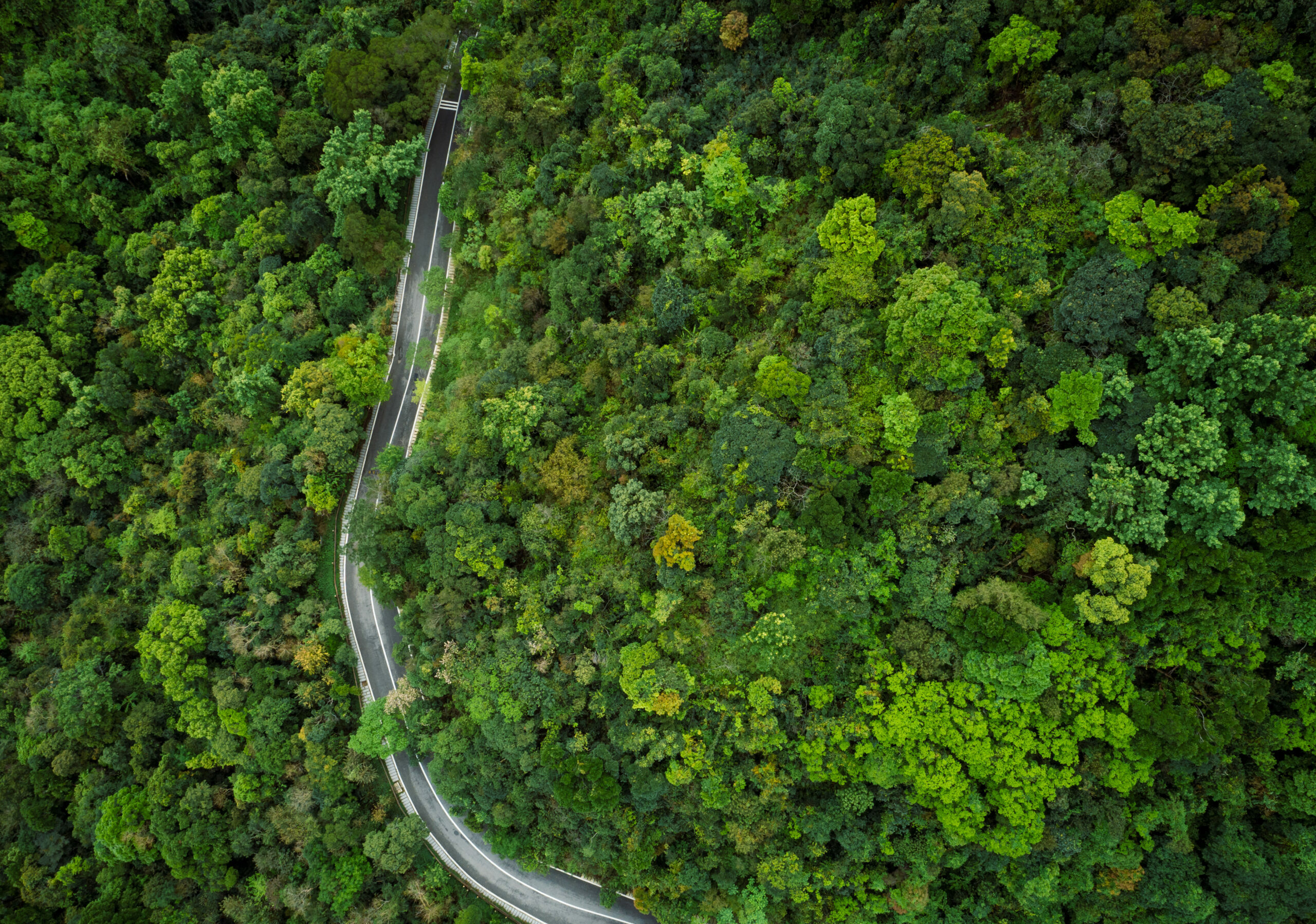 Aerial,Drone,View,Of,Trail,In,Spring,Tropical,Forest